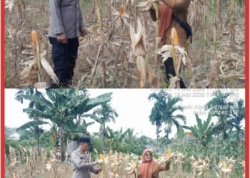 Polsek Lubuk Dalam Dukung Ketahanan Pangan untuk Petani Mandiri Lewat Pengecekan Jagung di Kampung Srigading