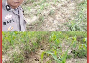 Polsek Lubuk Dalam Dampingi Petani, Pastikan Perkembangan Jagung Pipil untuk Ketahanan Pangan 2026 Periode I