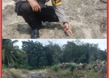 Polsek Ukui Cek Jagung 4 Hektar di Kampung Baru, Kawal Ketahanan Pangan Asta Cita