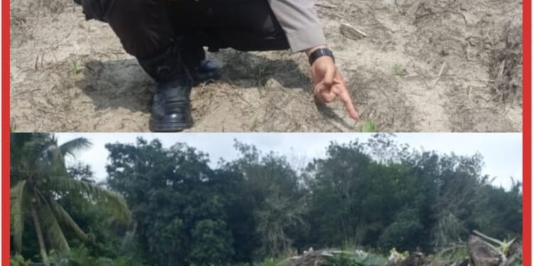 Polsek Ukui Cek Jagung 4 Hektar di Kampung Baru, Kawal Ketahanan Pangan Asta Cita