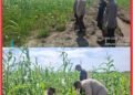 Polsek Kuala Kampar Kawal 15 Hektar Jagung di Sungai Solok, Dukung Ketahanan Pangan Nasional