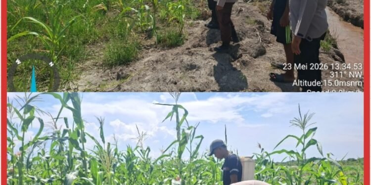 Polsek Kuala Kampar Kawal 15 Hektar Jagung di Sungai Solok, Dukung Ketahanan Pangan Nasional