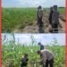Polsek Kuala Kampar Kawal 15 Hektar Jagung di Sungai Solok, Dukung Ketahanan Pangan Nasional