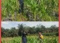 Kapolsek Bandar Sei Kijang Tegaskan Dukungan Penuh Ketahanan Pangan