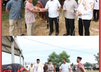 Polda Sumut Sembelih 31 Ekor Sapi di Hari Raya Idul Adha & Dibagikan dalam 4.976 Paket, Sapi Kurban Kapolda Berbobot 1 Ton