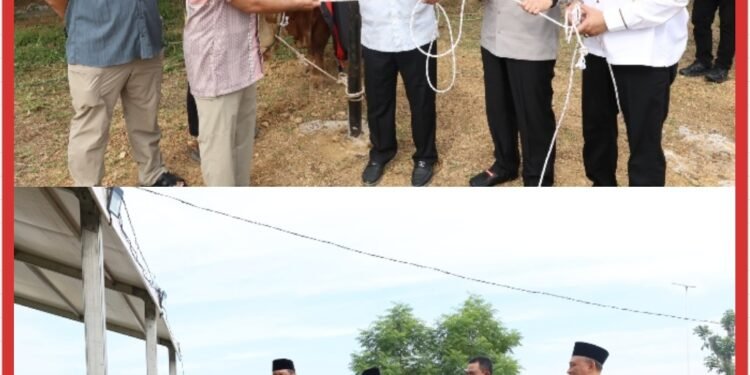 Polda Sumut Sembelih 31 Ekor Sapi di Hari Raya Idul Adha & Dibagikan dalam 4.976 Paket, Sapi Kurban Kapolda Berbobot 1 Ton