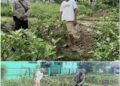 Bhabinkamtibmas AIPTU Mardazana Turun Langsung Kawal Pekarangan Pangan Bergizi Demi Ketahanan Pangan Nasional