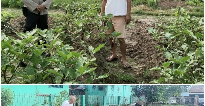 Bhabinkamtibmas AIPTU Mardazana Turun Langsung Kawal Pekarangan Pangan Bergizi Demi Ketahanan Pangan Nasional