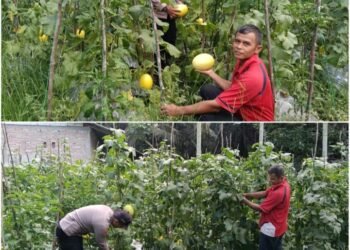 Bhabinkantimas Edy Suryanto Tegas Kawal Ketahanan Pangan, Lahan Melon Warga Ratu Sima Tumbuh Subur