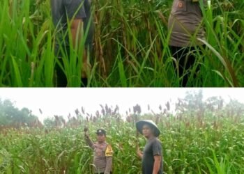 Aipda SG.Manalu Kawal Langsung Ketahanan Pangan di Mekar Sari