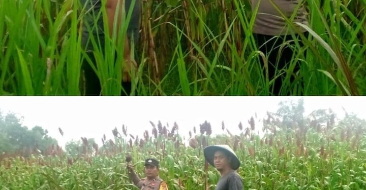 Aipda SG.Manalu Kawal Langsung Ketahanan Pangan di Mekar Sari