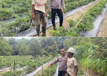 Bhabinkamtibmas Bukti Datuk Turun Langsung Kawal Ketahanan Pangan Nasional 