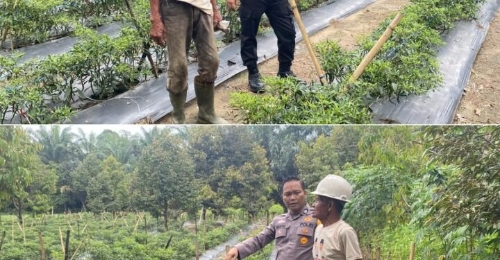 Bhabinkamtibmas Bukti Datuk Turun Langsung Kawal Ketahanan Pangan Nasional