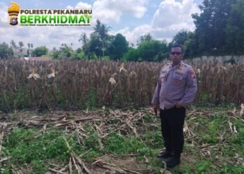 Polsek Kulim Lakukan Kegiatan Ketahanan Pangan Masyarakat, Kapolsek Turun Langsung Kelokasi Melakukan Pengecekan Persiapan Panen Serentak Jagung Pipil