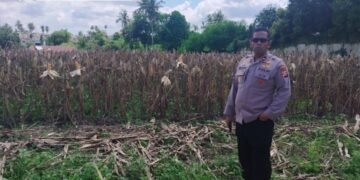 Polsek Kulim Lakukan Kegiatan Ketahanan Pangan Masyarakat, Kapolsek Turun Langsung Kelokasi Melakukan Pengecekan Persiapan Panen Serentak Jagung Pipil