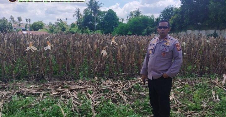 Polsek Kulim Lakukan Kegiatan Ketahanan Pangan Masyarakat, Kapolsek Turun Langsung Kelokasi Melakukan Pengecekan Persiapan Panen Serentak Jagung Pipil