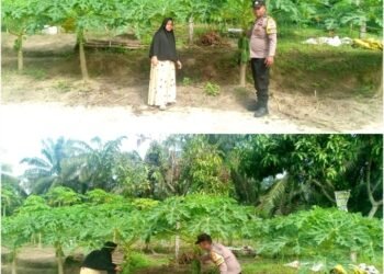 Bhabinkamtibmas Mekar Sari Aktif Kawal Ketahanan Pangan Nasional, Pekarangan Pepaya Warga Dipastikan Produktif