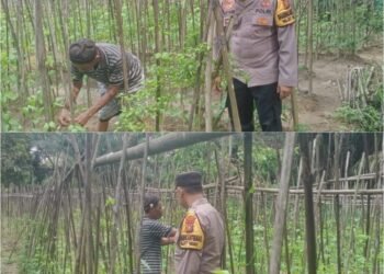 Bhabinkamtibmas Bukit Nenas Turun Langsung Kawal Ketahanan Pangan, Tanaman Kacang Panjang Tumbuh Subur