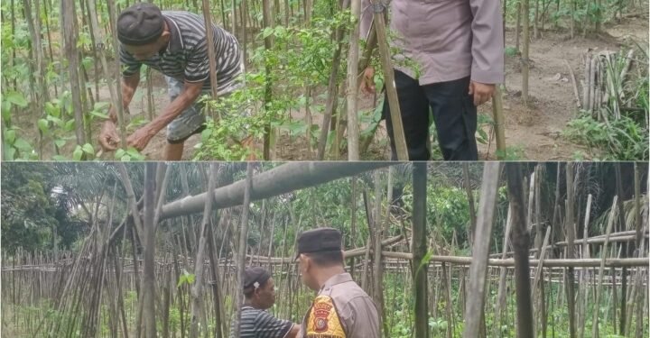 Bhabinkamtibmas Bukit Nenas Turun Langsung Kawal Ketahanan Pangan, Tanaman Kacang Panjang Tumbuh Subur