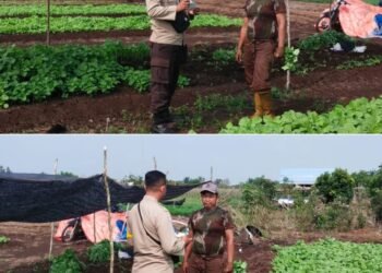 Bhabinkamtibmas Kelurahan Purnama Aktif Dampingi Petani, Ketahanan Pangan Nasional Terus Diperkuat