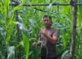 Kapolsek Bukit Kapur Turun Langsung Kawal Ketahanan Pangan, Pastikan Lahan Jagung Tetap Produktif