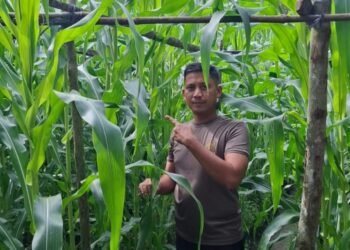 Kapolsek Bukit Kapur Turun Langsung Kawal Ketahanan Pangan, Pastikan Lahan Jagung Tetap Produktif