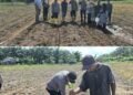 IPTU Apriadi, S.H., M.H. Pimpin Langsung Penanaman Jagung 4 Hektare, Polsek Sungai Sembilan Perkuat Ketahanan Pangan Nasional
