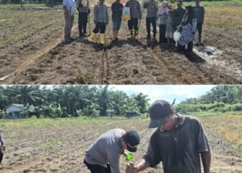 IPTU Apriadi, S.H., M.H. Pimpin Langsung Penanaman Jagung 4 Hektare, Polsek Sungai Sembilan Perkuat Ketahanan Pangan Nasional