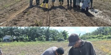IPTU Apriadi, S.H., M.H. Pimpin Langsung Penanaman Jagung 4 Hektare, Polsek Sungai Sembilan Perkuat Ketahanan Pangan Nasional