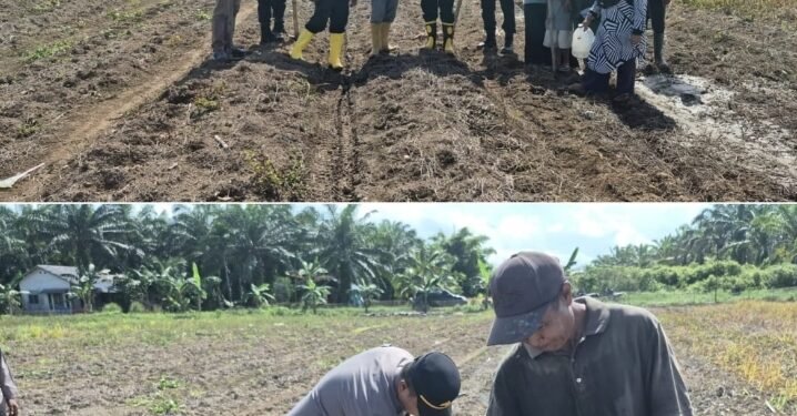 IPTU Apriadi, S.H., M.H. Pimpin Langsung Penanaman Jagung 4 Hektare, Polsek Sungai Sembilan Perkuat Ketahanan Pangan Nasional