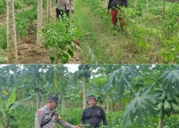 Bhabinkamtibmas Dumai Barat Cek Perkarangan Pangan Bergizi 