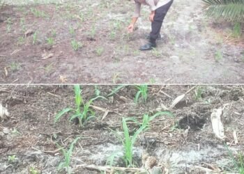 Bhabinkamtibmas Bukit Kapur Turun Cek Ketahanan Pangan Jagung Pipil