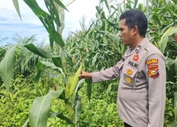 Polsek Pangkalan Kuras Progres Jagung 12 Hektar di Sialang Indah, Polri Siap Kawal Ketahanan Pangan