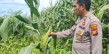 Polsek Pangkalan Kuras Progres Jagung 12 Hektar di Sialang Indah, Polri Siap Kawal Ketahanan Pangan
