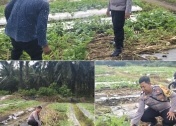 Bhabinkamtibmas Bukit Kayu Kapur Aktif Dampingi Petani, Pastikan Program Ketahanan Pangan Berjalan Optimal