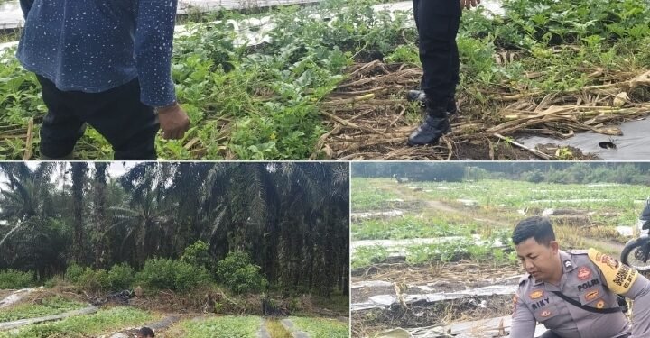 Bhabinkamtibmas Bukit Kayu Kapur Aktif Dampingi Petani, Pastikan Program Ketahanan Pangan Berjalan Optimal