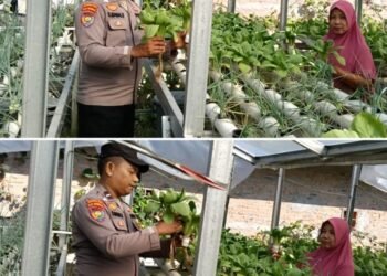 Bhabinkamtibmas Mekar Sari Dampingi Petani, Pekarangan Pangan Bergizi Pakcoi Tumbuh Subur