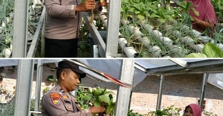 Bhabinkamtibmas Mekar Sari Dampingi Petani, Pekarangan Pangan Bergizi Pakcoi Tumbuh Subur