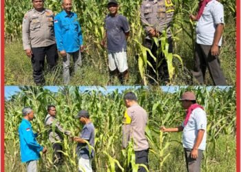 Polsek Koto Gasib perkuat sinergi dengan Petani Jagung dan PPL Pertanian