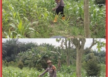 Swasembada Pangan: Bhabinkamtibmas Sri Gading Turun Langsung Rawat Lahan Jagung di Lubuk Dalam