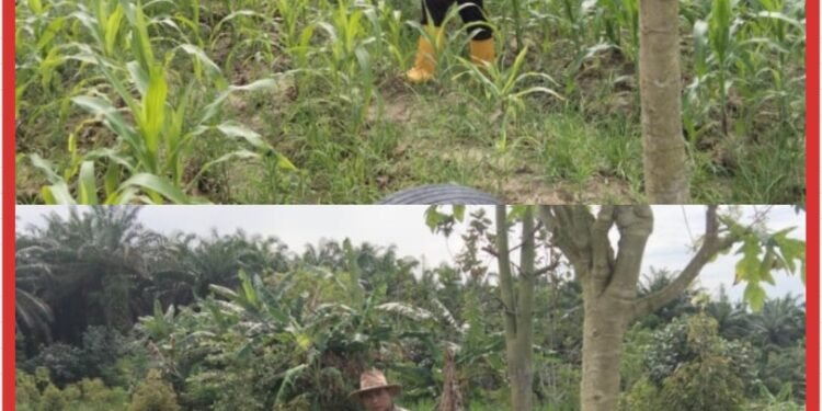 Swasembada Pangan: Bhabinkamtibmas Sri Gading Turun Langsung Rawat Lahan Jagung di Lubuk Dalam