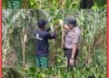 Kapolsek Lubuk Dalam Dampingi Petani Lakukan Pemangkasan Daun Jagung untuk Optimalkan Pertumbuhan