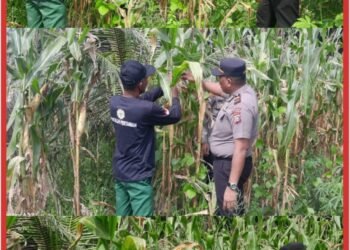 Kapolsek Lubuk Dalam Dampingi Petani Lakukan Pemangkasan Daun Jagung untuk Optimalkan Pertumbuhan