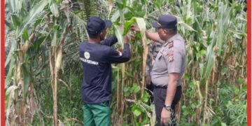 Kapolsek Lubuk Dalam Dampingi Petani Lakukan Pemangkasan Daun Jagung untuk Optimalkan Pertumbuhan
