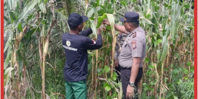 Kapolsek Lubuk Dalam Dampingi Petani Lakukan Pemangkasan Daun Jagung untuk Optimalkan Pertumbuhan