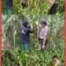 Kapolsek Lubuk Dalam Dampingi Petani Lakukan Pemangkasan Daun Jagung untuk Optimalkan Pertumbuhan