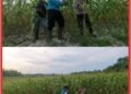 Bhabinkamtibmas Kerinci Kanan Monitoring Jagung Pipil Dukung Ketahanan Pangan
