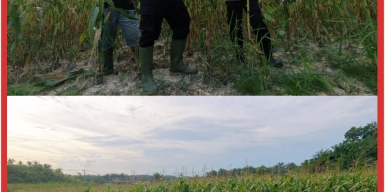 Bhabinkamtibmas Kerinci Kanan Monitoring Jagung Pipil Dukung Ketahanan Pangan