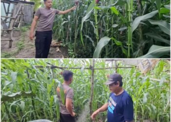 Kapolsek Bukit Kapur Turun Langsung Cek Jagung Pipil, Tegaskan Dukungan Nyata Ketahanan Pangan