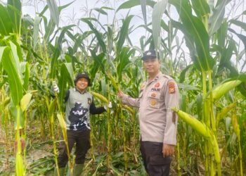 Kapolsek Kerinci Kanan Cek Perkembangan Kebun Jagung Pipil Program Ketahanan Pangan.